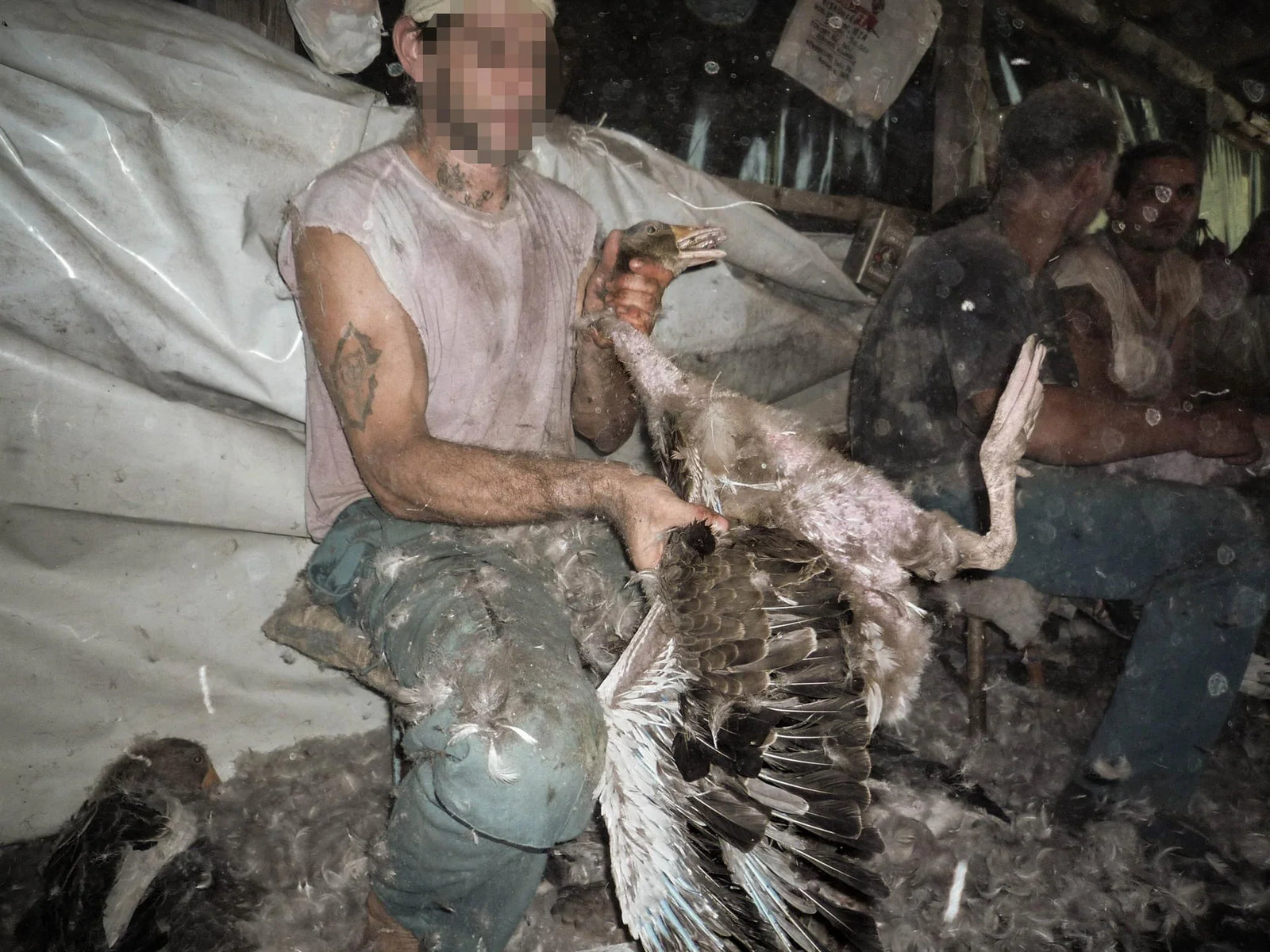 Duck down online feathers for sale